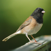 Male Oregon race. Note: dark hood. Male Oregon race. Note: dark hood.
