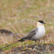Adult breeding (lack barred undertail coverts). Adult breeding (lack barred undertail coverts).