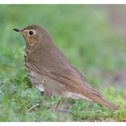 Note: tail nearly the same color as back, buffy spectacles, and rufous-olive flanks. Note: tail nearly the same color as back, buffy spectacles, and rufous-olive flanks.