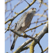 Adult. Note: dark cap and thick legs. Adult. Note: dark cap and thick legs.