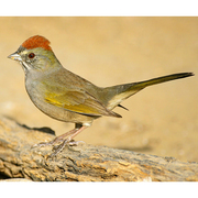 Note: rufous crown and white throat. Note: rufous crown and white throat.