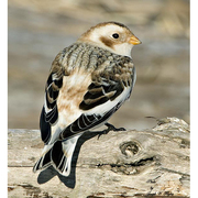 Nonbreeding plumage. Nonbreeding plumage.