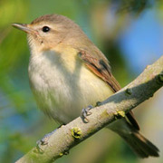 Note: weak eye-stripes, yellow flanks and dark gray crown. Note: weak eye-stripes, yellow flanks and dark gray crown.