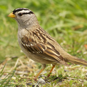 Adult (pugetensis ssp.) Adult (pugetensis ssp.)