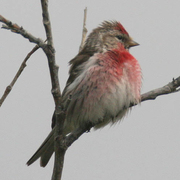 Male. Note: extensive pink on breast. Male. Note: extensive pink on breast.