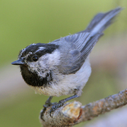 Note: thin, white eyebrow above black eye-stripe. Note: thin, white eyebrow above black eye-stripe.