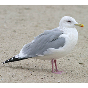 Adult nonbreeding. Note: bright pink legs, more rounded head, less pronounced gonydeal angle, dark eye. Adult nonbreeding. Note: bright pink legs, more rounded head, less pronounced gonydeal angle, dark eye.