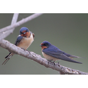 Females. Note: paler breast and belly.