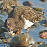 Winter plumage Winter plumage