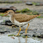 Breeding plumage. Note: black speckled breast and belly. Breeding plumage. Note: black speckled breast and belly.